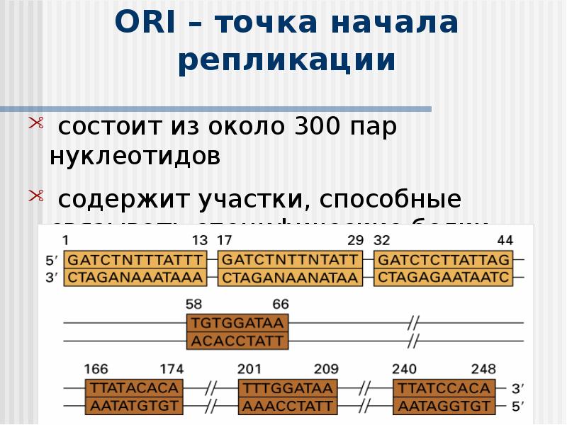 Реализация наследственной. Реализация наследственной информации в клетке 10 класс презентация. Размер точек начала репликации.