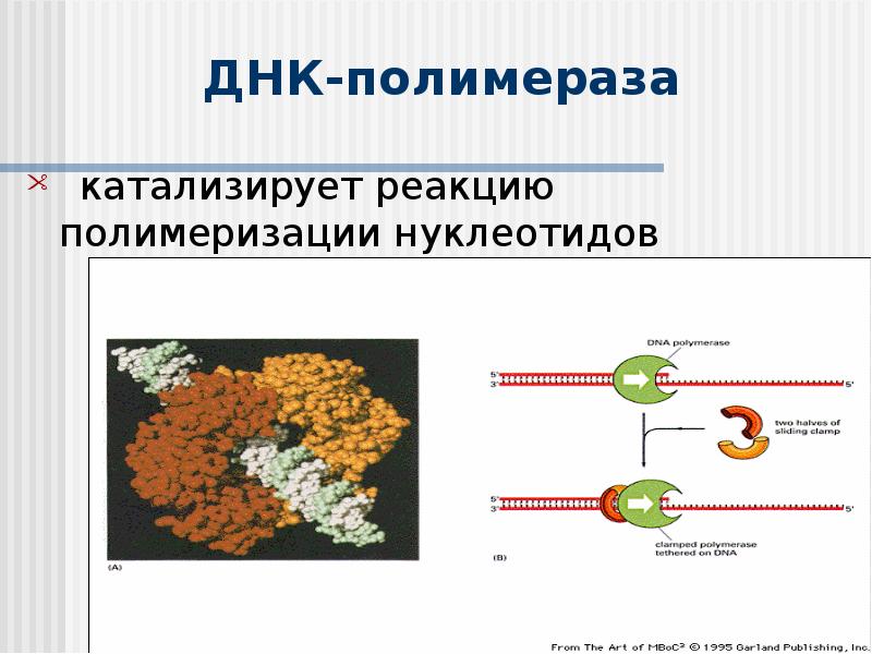 Реализация наследственной информации в клетке 10 класс презентация