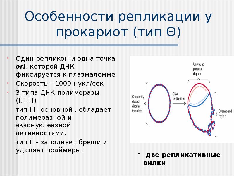 Генетическая информация в клетке презентация