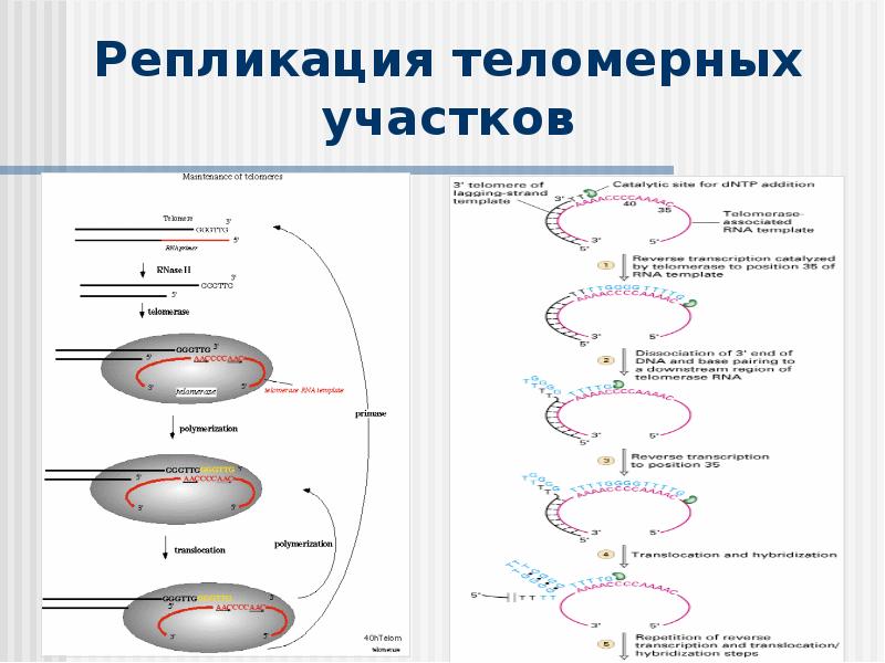 Реализация наследственной информации в клетке 10 класс презентация