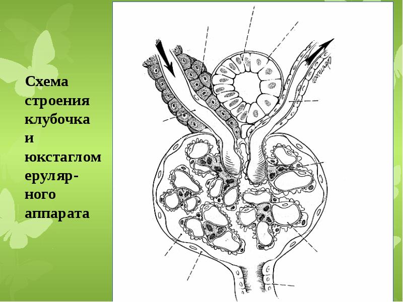 Острый гломерулонефрит триада. Схема юкстагломерулярного аппарата почек. Почечное тельце мезангий.