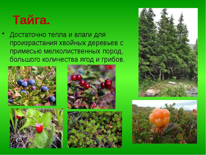 Растения в мелколиственных лесах. Условия произрастания в тайге. Растения растительных зон Евразии. Где в Евразии больше всего хвойных лесов.