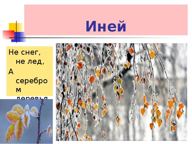 Как хорош лес поздней осенью. Загадка про иней. Загадки про изморозь. Загадка про иней для детей. Загадка про иней для дошкольников.