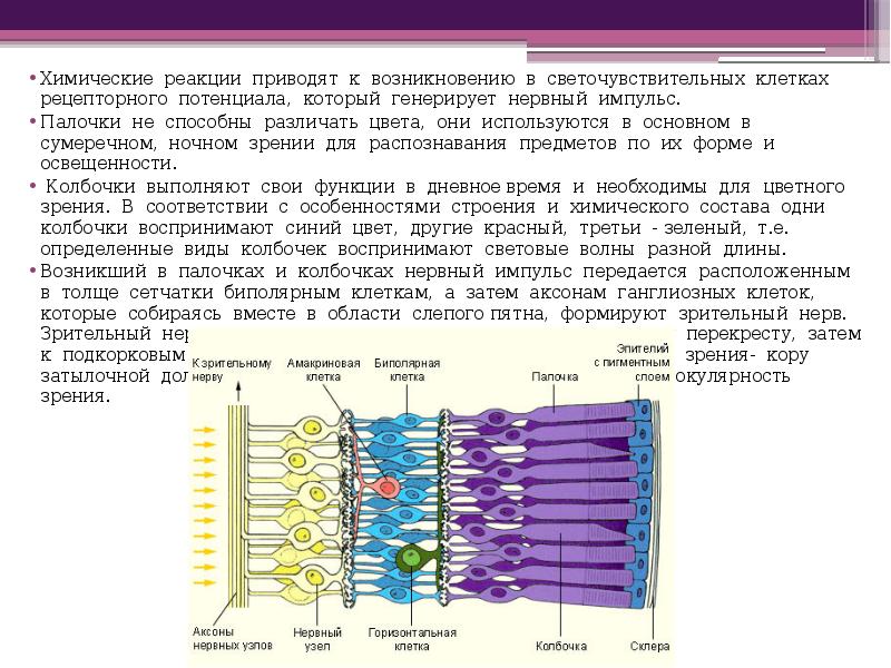 Что воспримут на рисунке рецепторные клетки. Палочки и колбочки и биполярные клетки. Колбочки и палочки рецепторные клетки. Потенциалы клеток сетчатки. Аксоны ганглиозных клеток сетчатки.