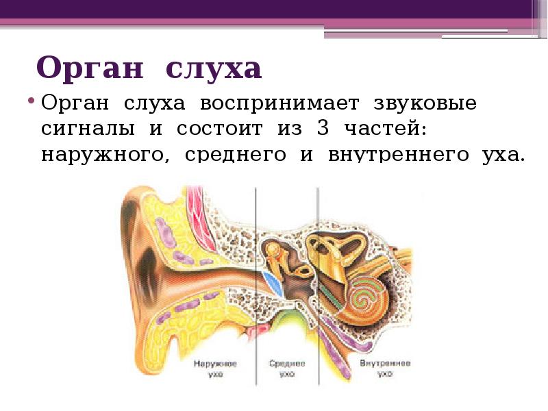 Конспект орган слуха