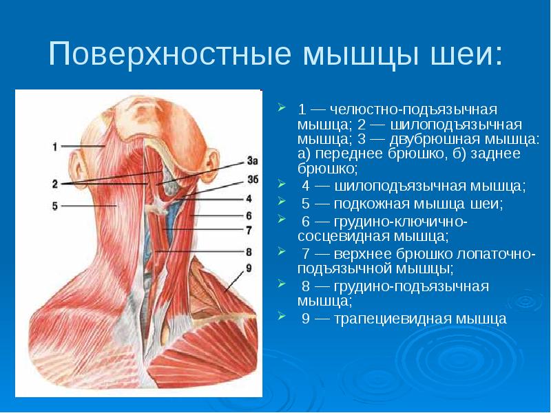 Кивательная мышца (29 фото)