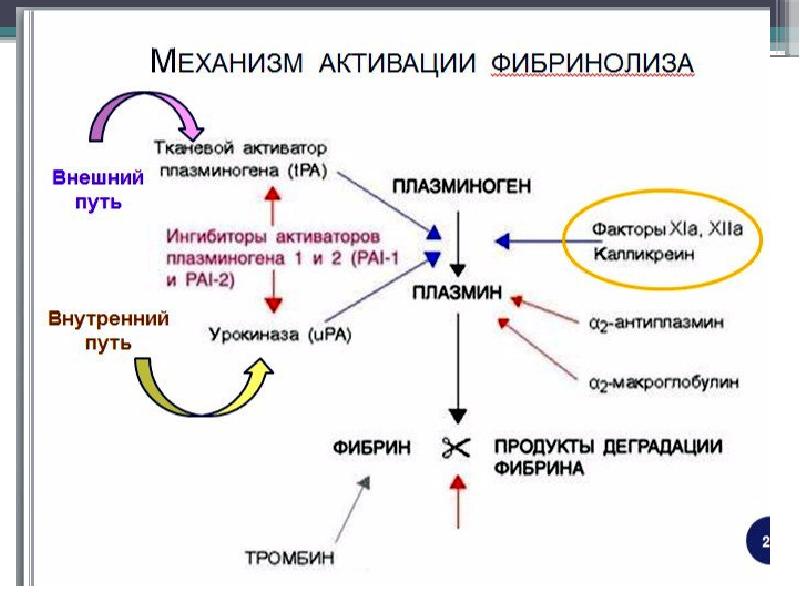 Активируйте механизм. Механизмы фибринолиза и активации плазминогена. Активаторы и ингибиторы системы фибринолиза. Фибринолитическая система крови схема. Пути активации плазминогена схема.