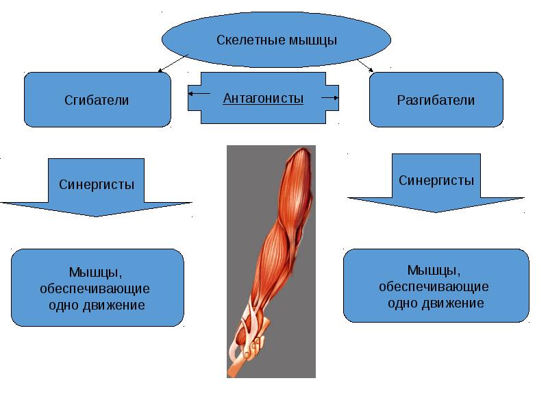 Мышцы агонисты