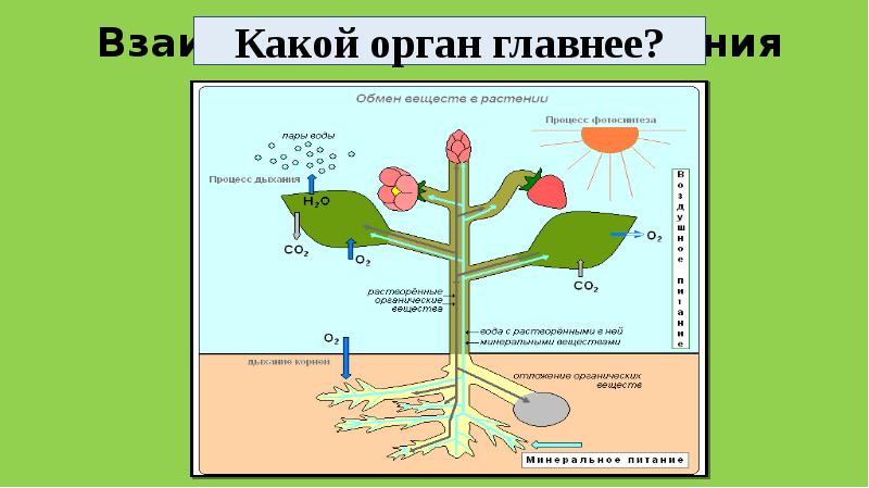 Укажите какими цифрами на рисунке обозначены процессы дыхания минерального питания