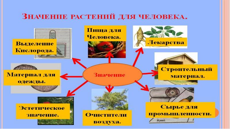 Презентация по биологии 7 класс растения