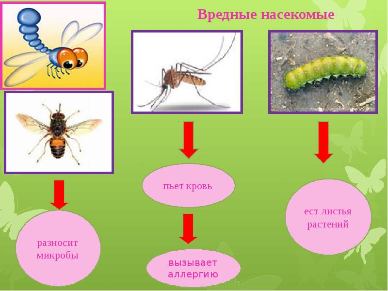 Логопедическое занятие насекомые презентация