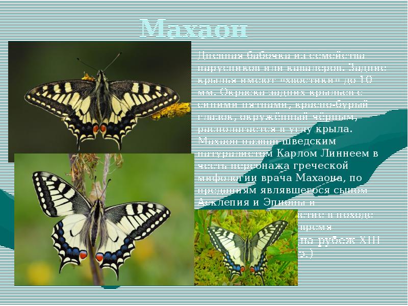 Бабочка махаон описание. Цикл жизни бабочки Махаон. Махаон бабочка Махаон. Сколько живёт бабочка Махаон. Бабочка Махаон среда обитания.