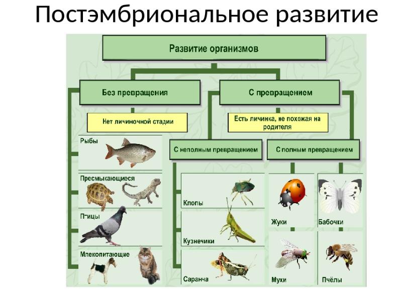 Онтогенез характерен. Онтогенез периоды и типы развития. Этапы онтогенеза животных. Схема типы постэмбрионального развития животных. Постэмбриональное развитие таблица 10 класс.