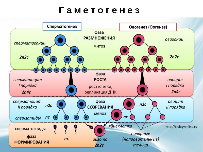 Онтогенез егэ биология презентация