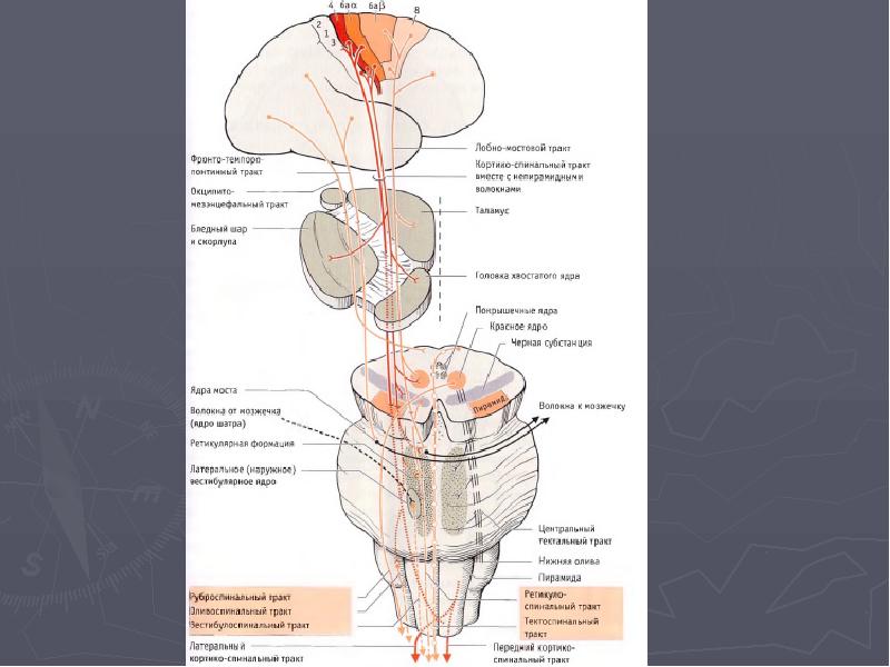 Кортико нуклеарный путь схема