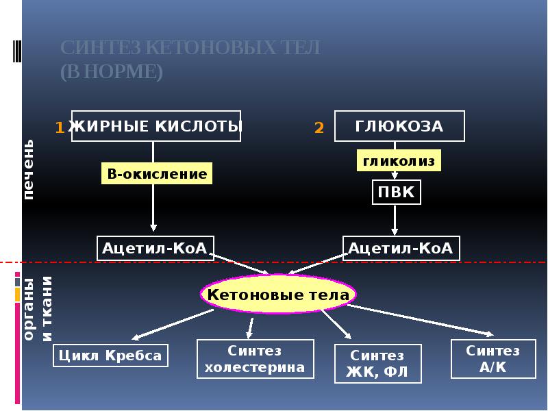 СИНТЕЗ КЕТОНОВЫХ ТЕЛ (В НОРМЕ) СИНТЕЗ КЕТОНОВЫХ ТЕЛ (В НОРМЕ)