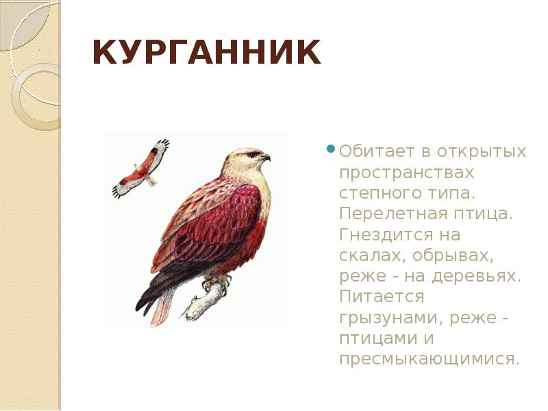 Животные из красной книги башкортостана рисунок