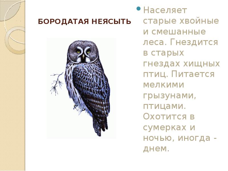 Рассмотрите изображение серой неясыти выберите характеристики соответствующие внешнему строению