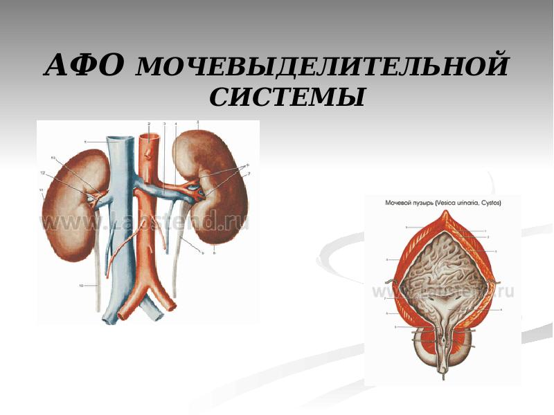 Презентация анатомо физиологические особенности мочевыделительной системы