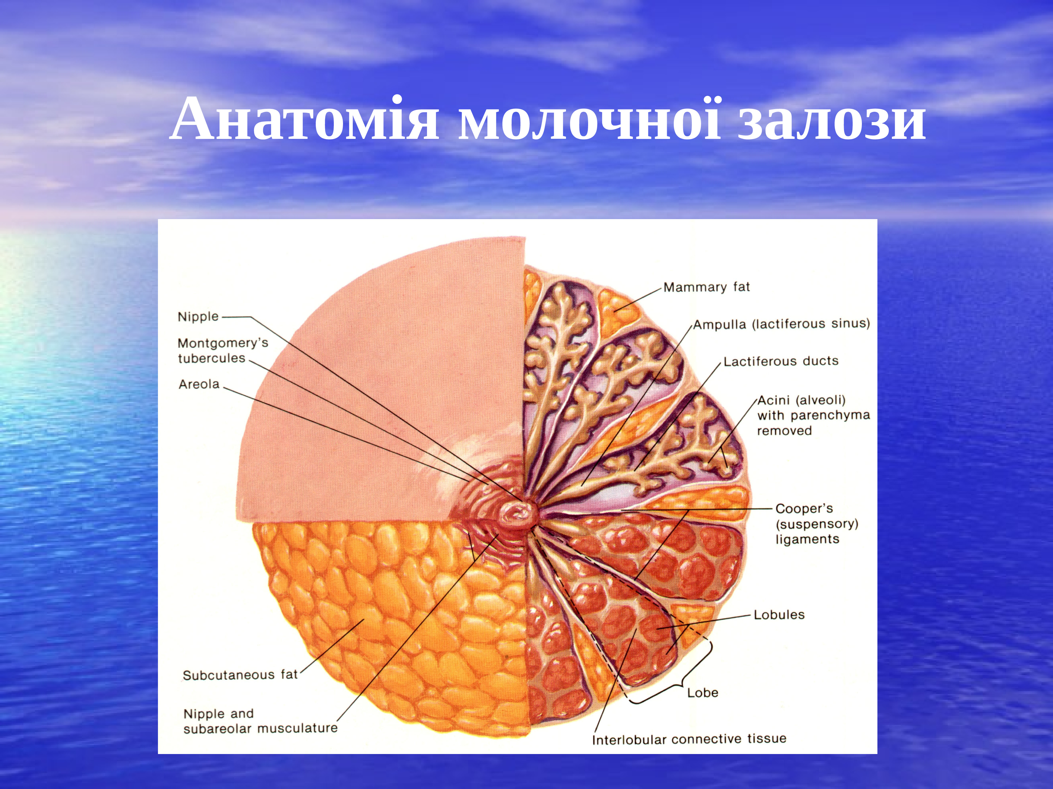 Строение груди. Анатомия молочной железы. Анатомическое строение молочной железы. Анатомия молочной железы презентация. Паренхима молочных желез.