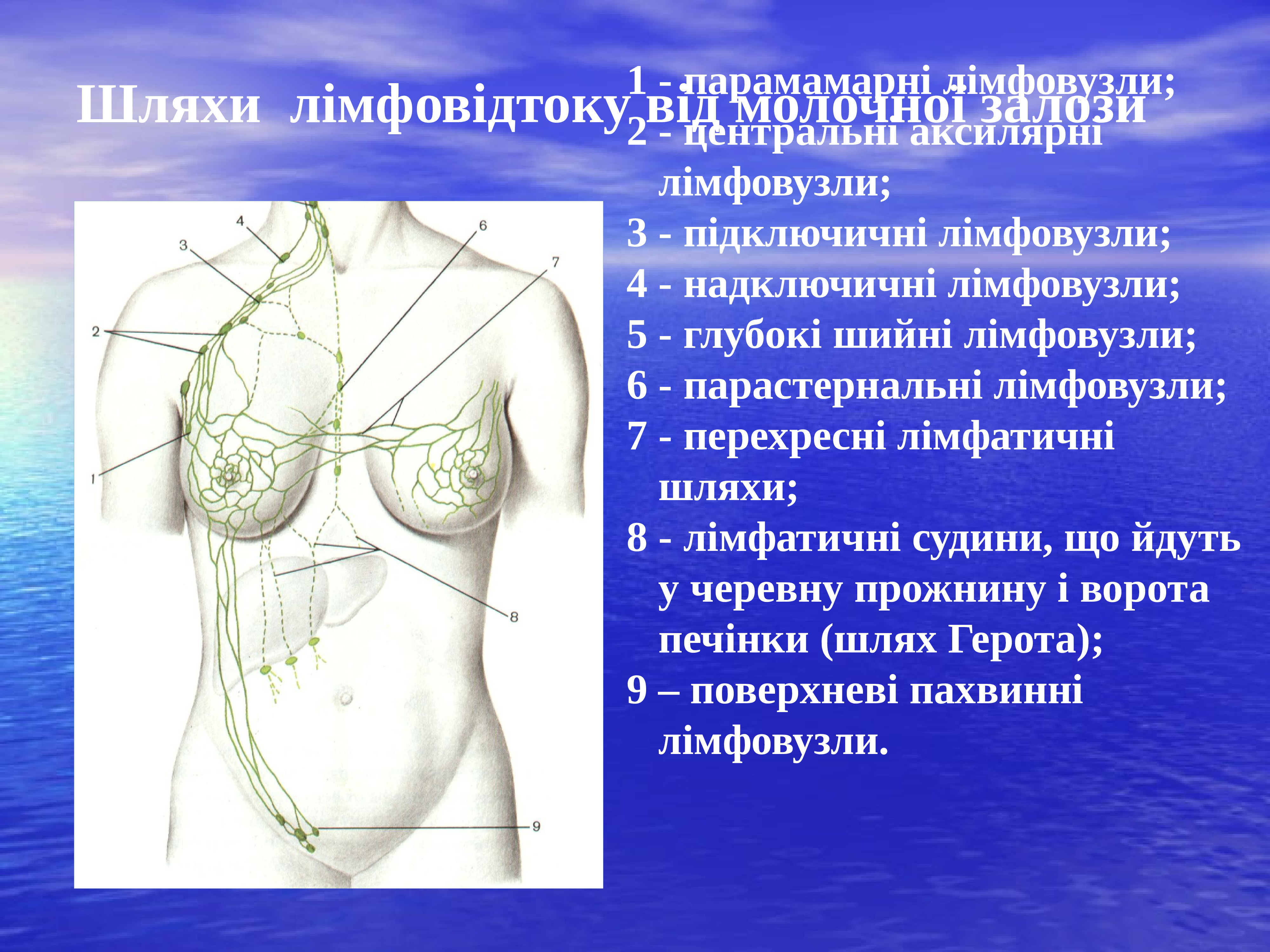 лимфатические узлы на груди у женщин фото 99