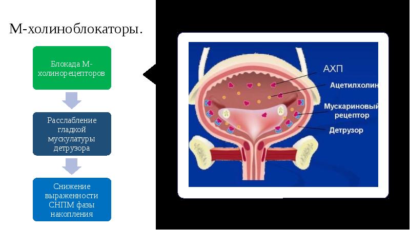 Гиперплазия предстательной железы симптомы. Предстательная железа холиноблокаторы. М-холиноблокаторы при ДГПЖ. Профилактика гиперплазии предстательной железы. ДГПЖ И М холиноблокаторы.