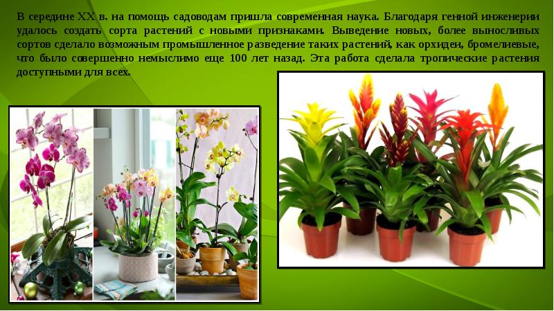Создатель сорта растения 10 букв. Цветная сказка комнатного сада конкурс. сказка о комнатных растениях.