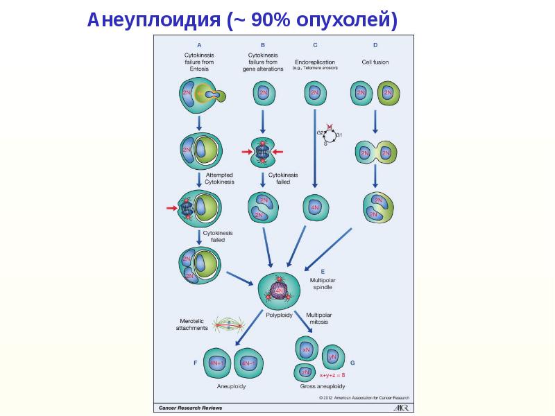 Анеуплоидия по аутосомам. Анеуплоидия. Анеуплоидия по 21 хромосоме. Анеуплоидия это в генетике. Анеуплоидия по х-хромосоме.