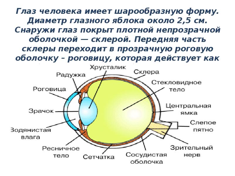 Чем покрыт глаз с передней стороны. Диаметр глазного яблока человека. Шаровидная и сферическая форма. Шарообразные глаза. Глаз имеет шарообразную форму.
