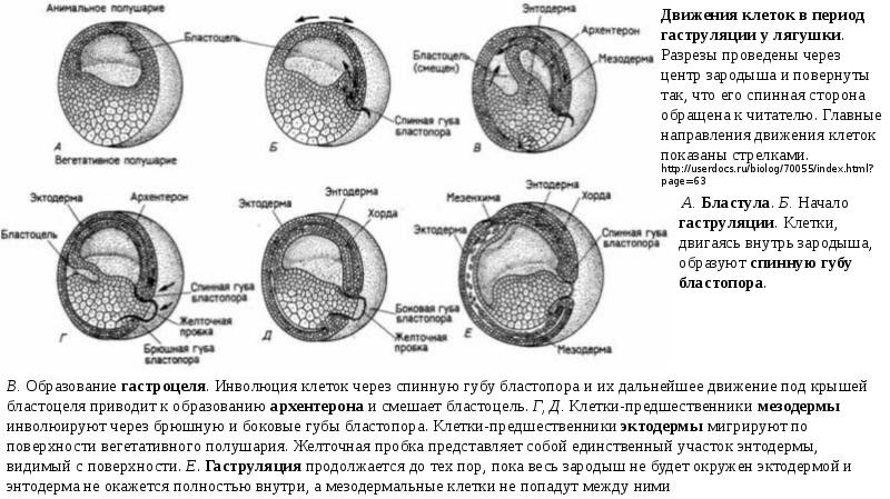 Эмбриогенез птиц презентация