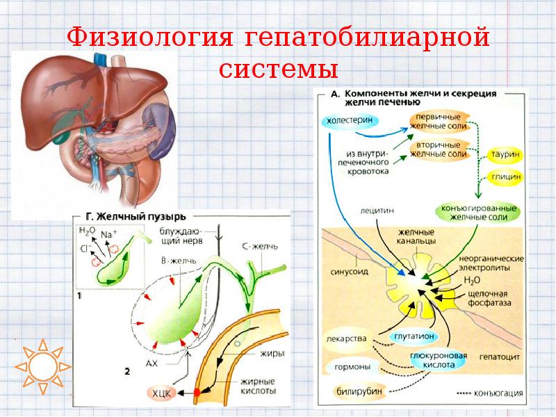 Жкт презентация физиология