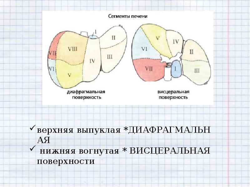 Гепатобилиарная система картинка