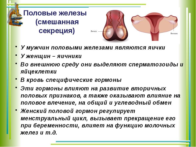 Функции половых желез