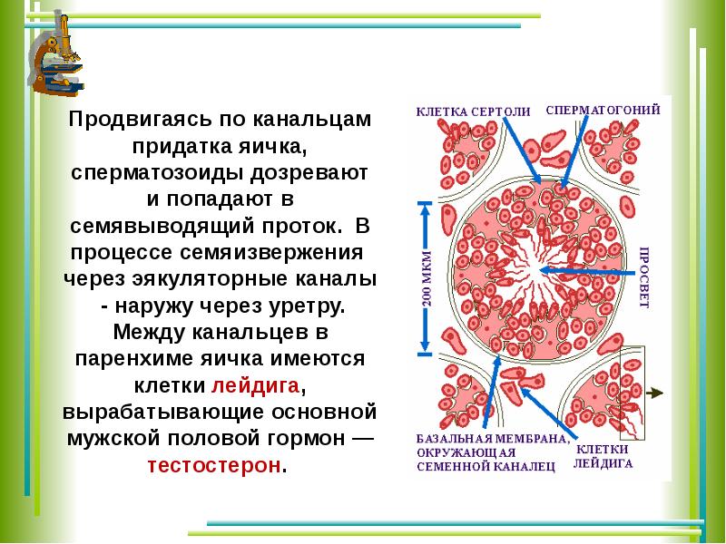 Клетки лейдига. Клетки Сертоли и клетки Лейдига. Клетки Лейдига и клетки Сертоли функции. Функции клеток Сертоли и Лейдига кратко. Клетки Лейдига в семенниках.