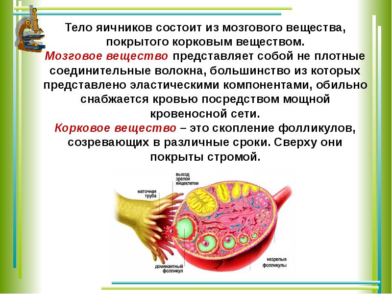 Представлено и содержится. Строение мозгового вещества яичника. Мозговое вещество яичника состоит из. В мозговом веществе яичника располагаются:. Корковое вещество яичника.