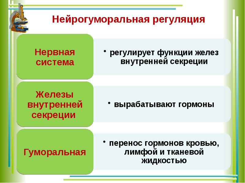 Гуморальная регуляция презентация 6 класс пасечник