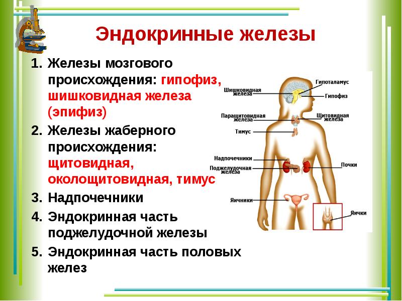 Презентация по биологии 8 класс эндокринная система человека