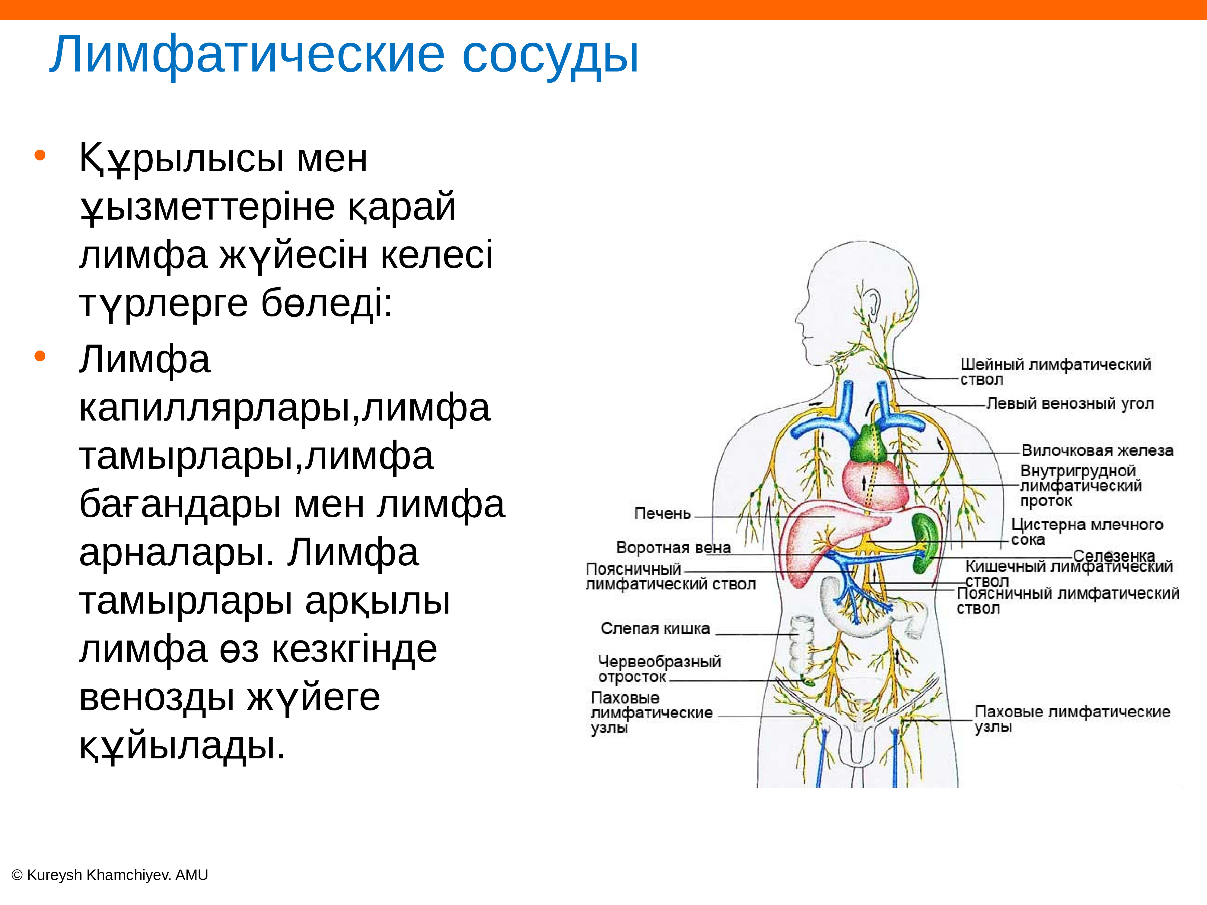 Лимфатические сосуды. Лимфа и лимфатические сосуды. Внутриорганные лимфатические сосуды. Лимфатические сосуды расположение в организме.