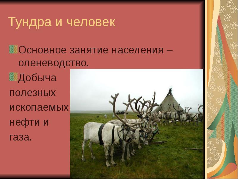 Конспект урока население. Тундра и человек. Занятия населения тундры. Оленеводство это основное занятие. Тундра и человек презентация.