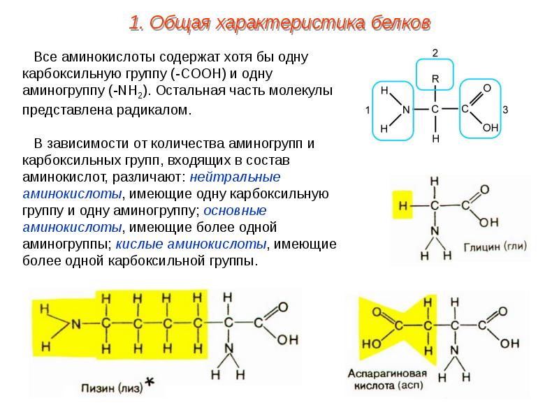 Презентация на тему аминокислоты и белки 10 класс