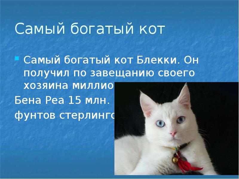 Презентация про кошек