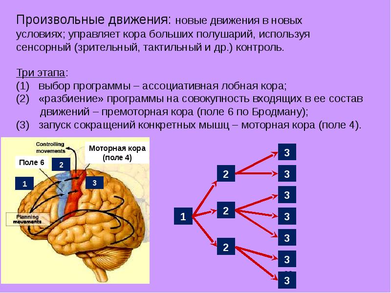 Сколькими движениями. Произвольные движения мозг. Произвольные движения в коре головного мозга. Контролирующие произвольные движения?. Произвольными движениями управляет.