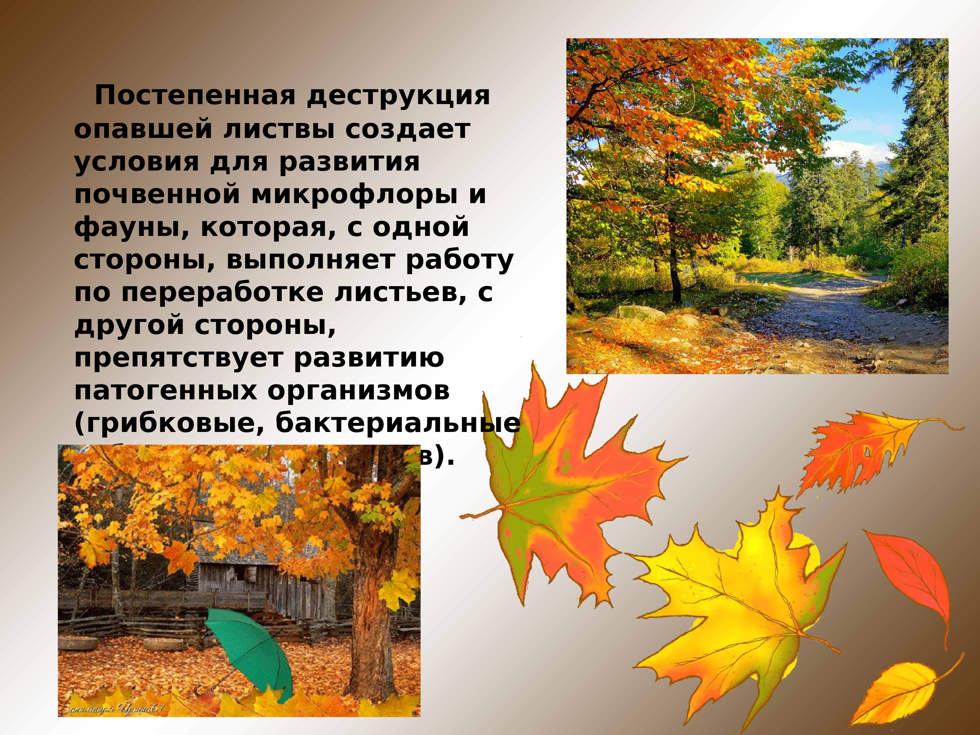 Что делали листья листья опадали. - Осень опадание листвы. Сочинение про листья осенью. Как опадают листья. Сочинение про опавшие листья.