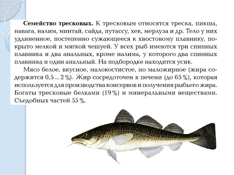 Родственник трески. Речная рыба семейства тресковых. Навага семейство тресковых. Рыба семейства тресковых Сайда. Характеристика семейства рыб тресковые.