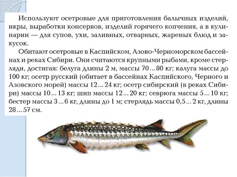 Бестер рыба фото описание характеристика