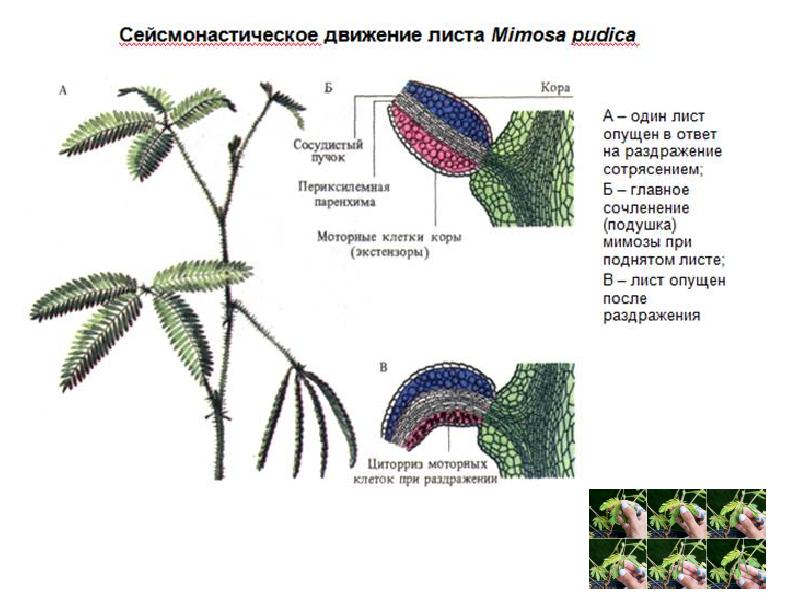Движение листьев. Движение растений. Типы движения растений. Настии у растений. Настии у растений примеры.