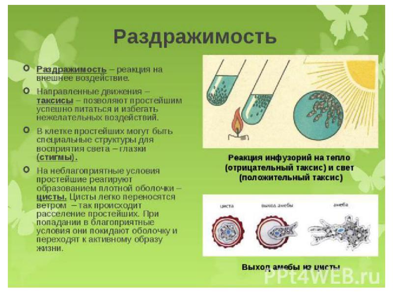 Реакция организма на раздражение. Раздражимость клетки. Реакция клеток на внешние воздействия. Раздражимость простейших. Раздражимость одноклеточных организмов.