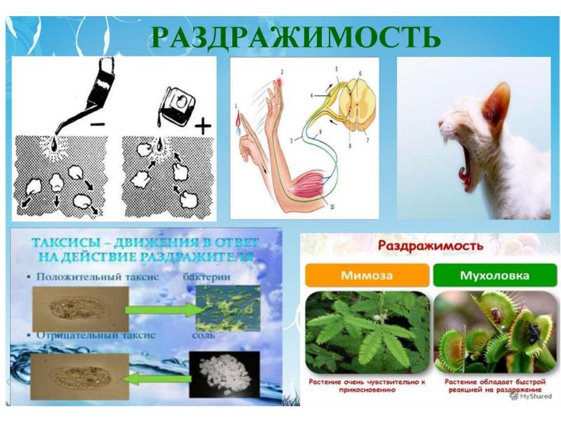 Раздражитель организма. Раздражимость у животных. Раздражение животных и растений. Раздражимость у растений. Процесс раздражимости.