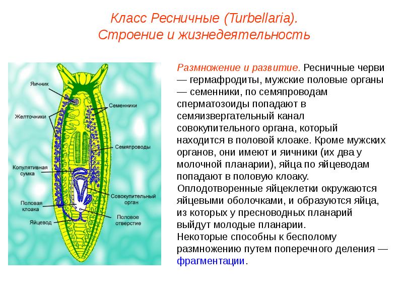 Плоские черви презентация егэ