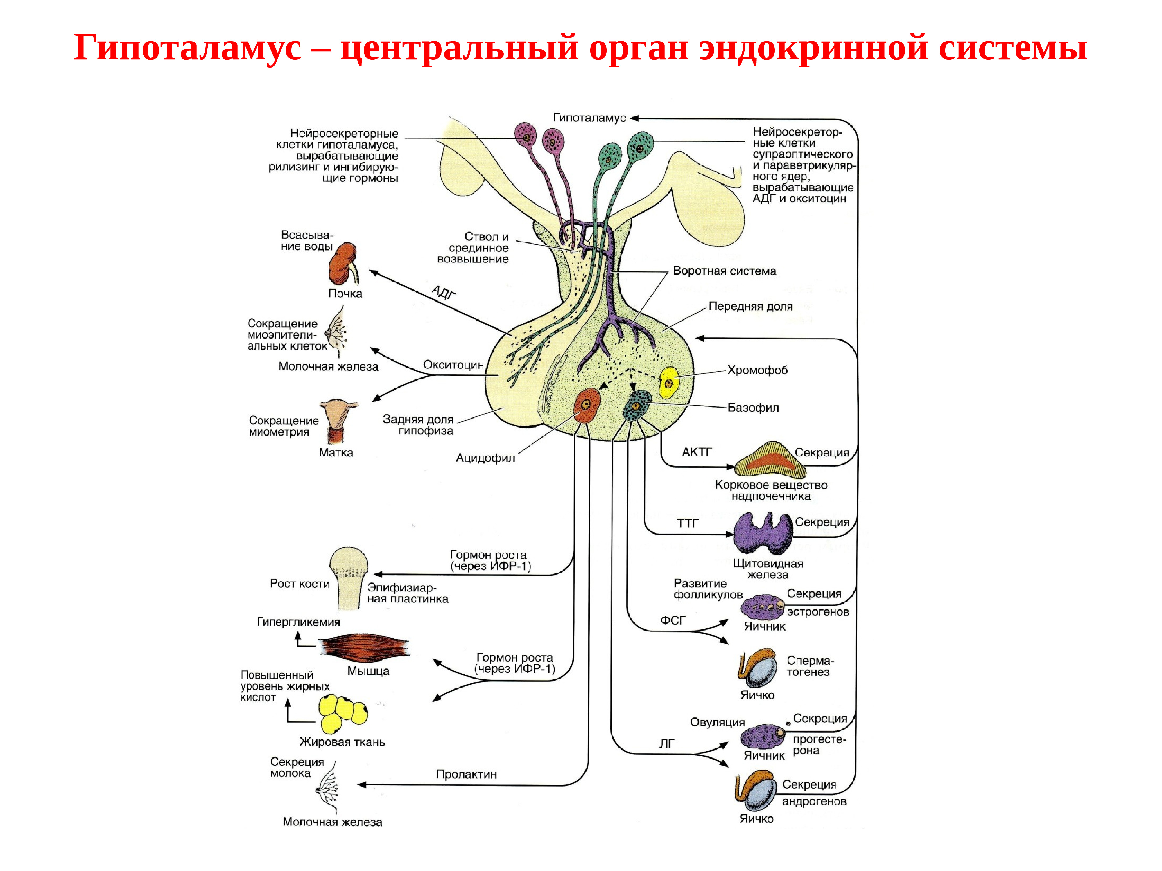 Схема строения эндокринной системы